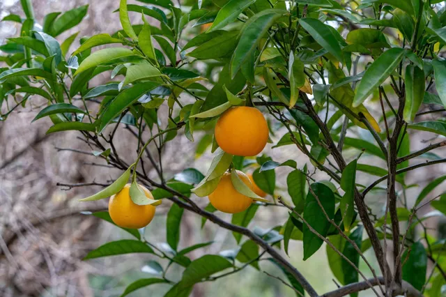 $1,995,000 | 15 Los Dedos Road, Orinda, CA 94563