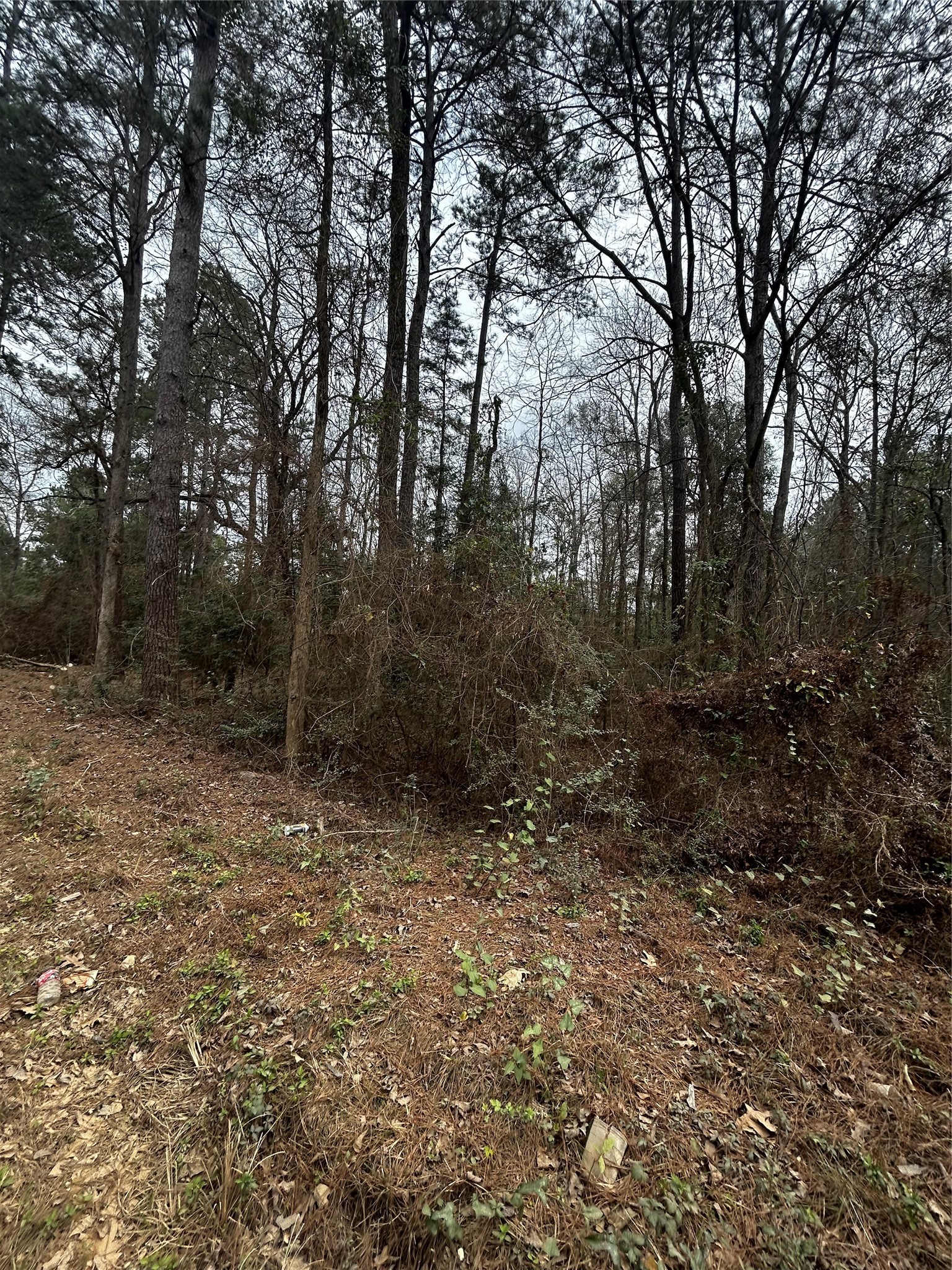 0 County Line Road Shepherd, TX 77371 - Photo 11 of 15