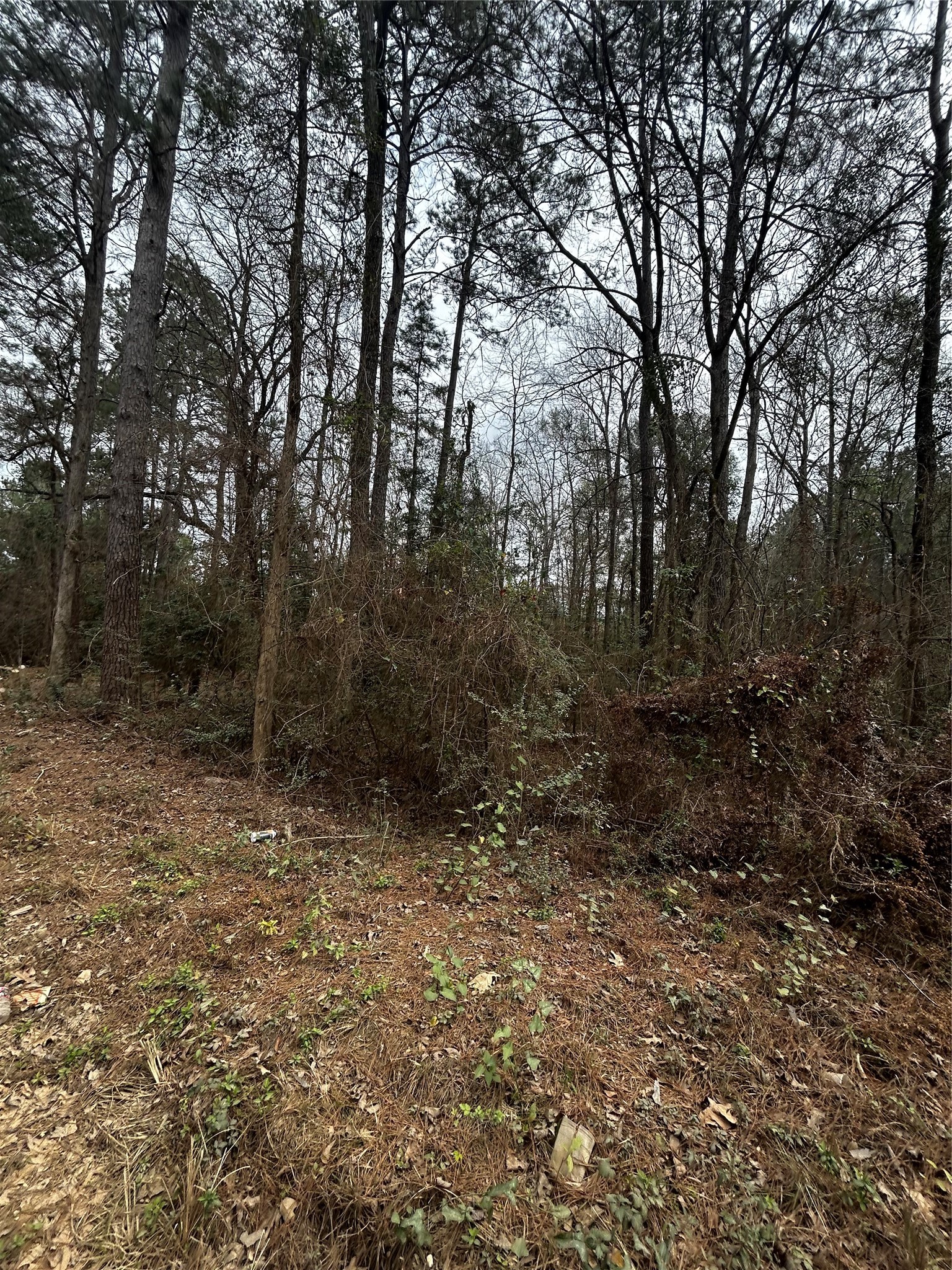 0 County Line Road Shepherd, TX 77371 - Photo 12 of 15