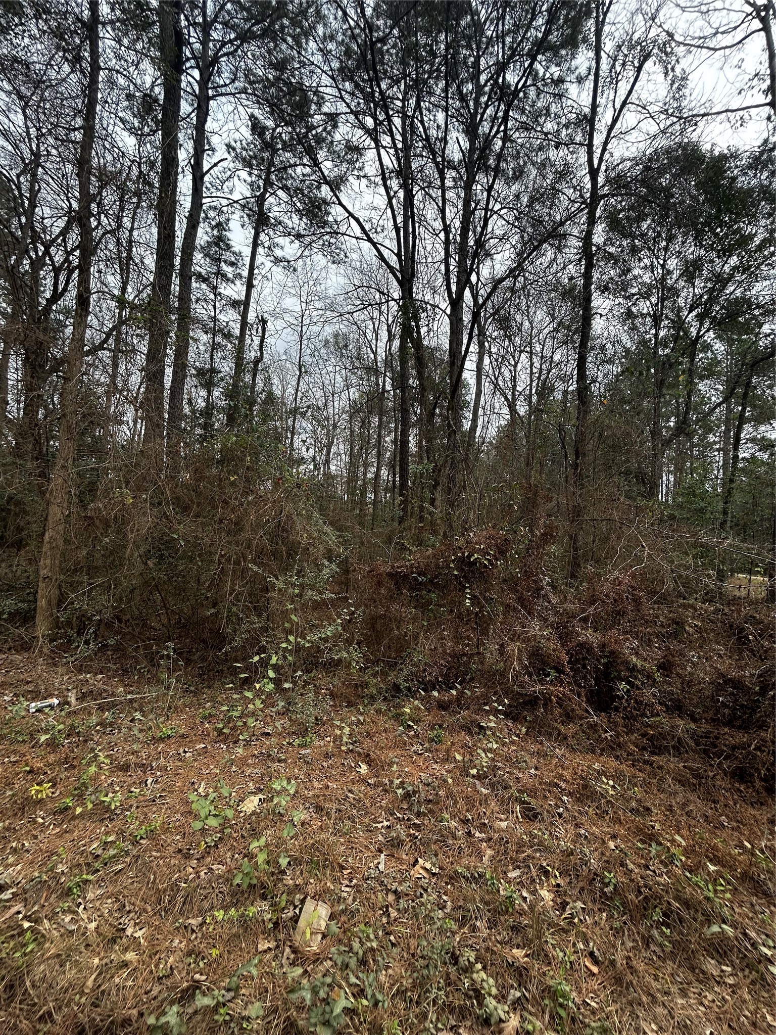 0 County Line Road Shepherd, TX 77371 - Photo 15 of 15