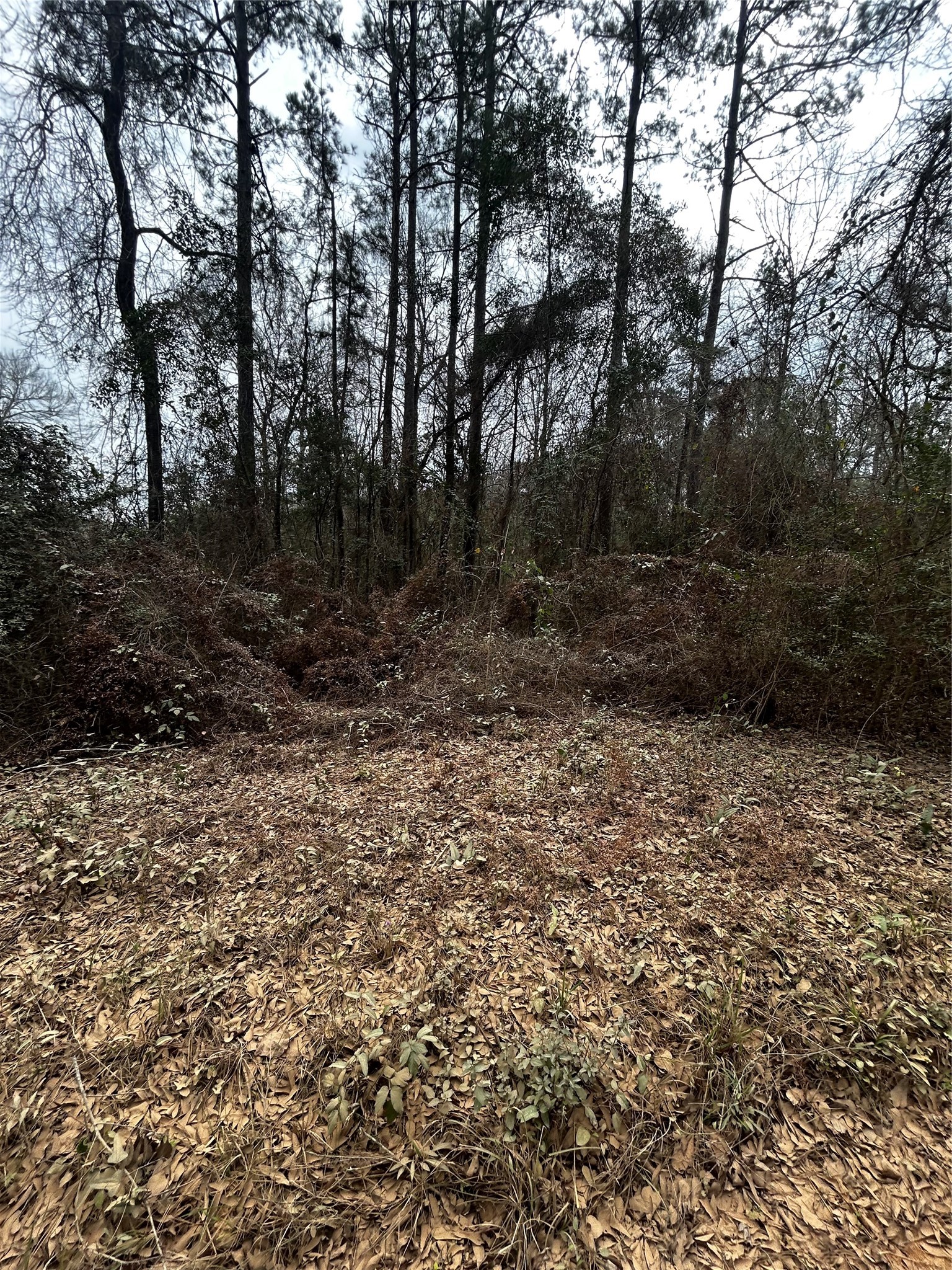 0 County Line Road Shepherd, TX 77371 - Photo 2 of 15