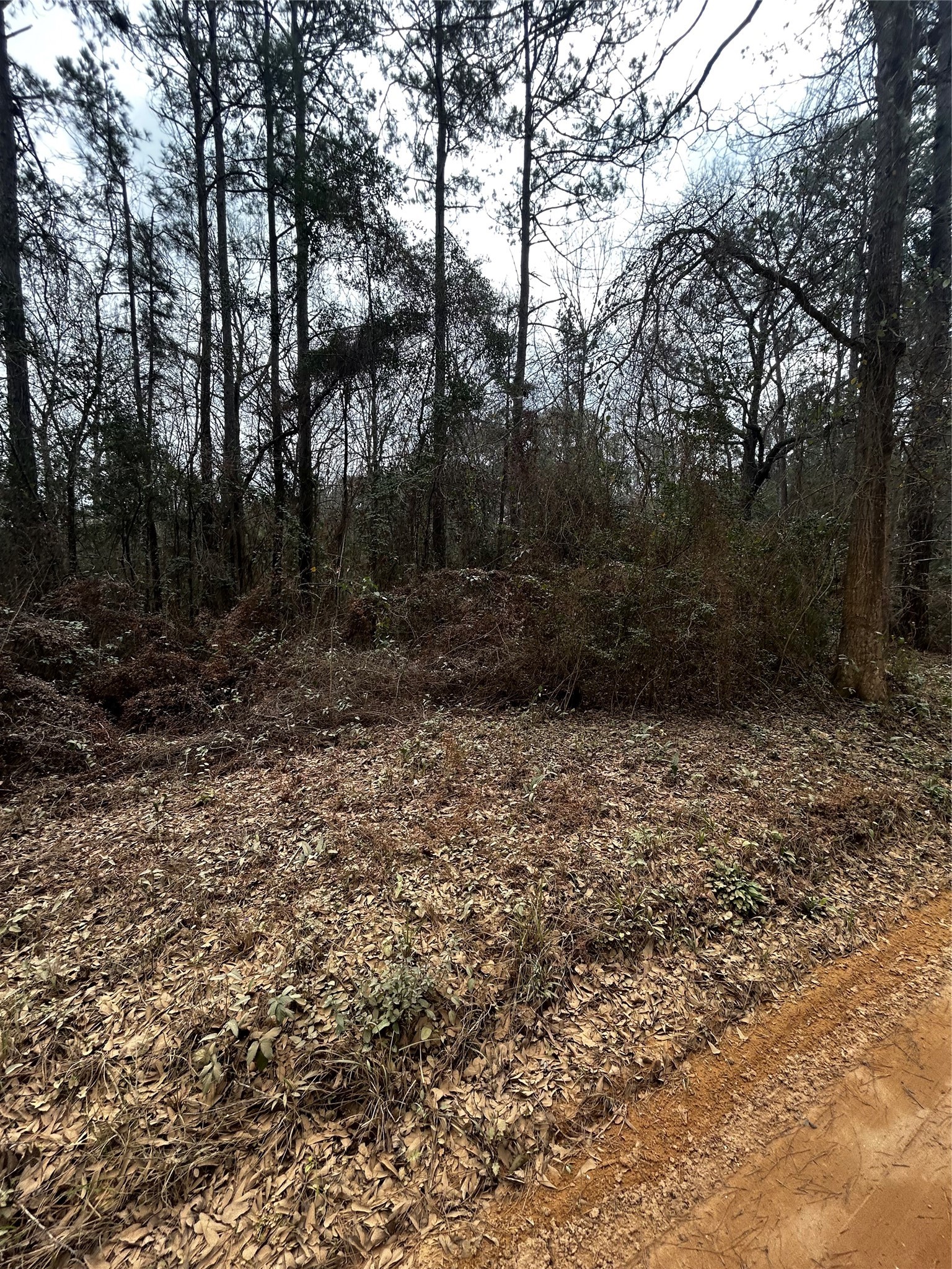 0 County Line Road Shepherd, TX 77371 - Photo 3 of 15
