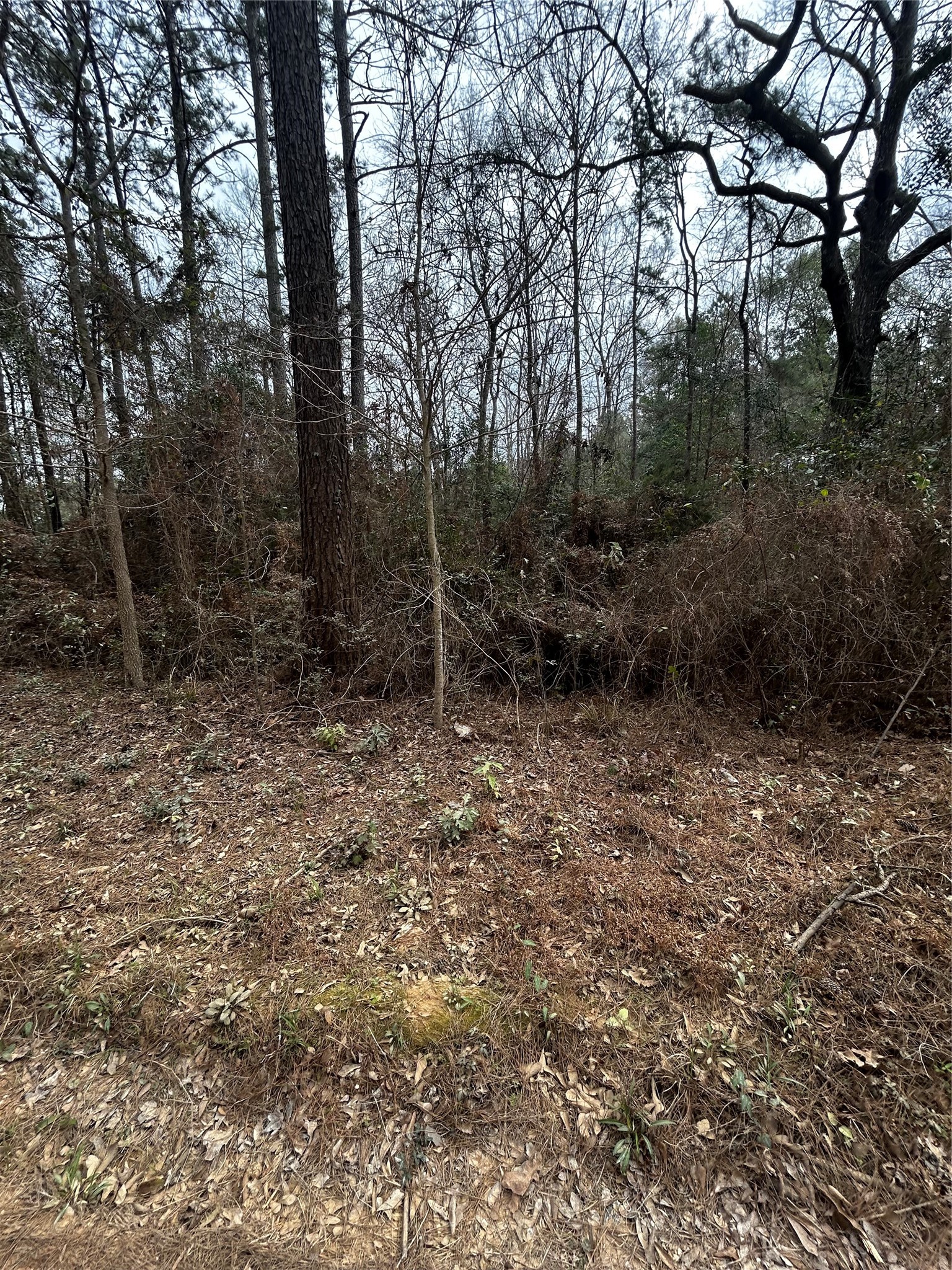 0 County Line Road Shepherd, TX 77371 - Photo 6 of 15