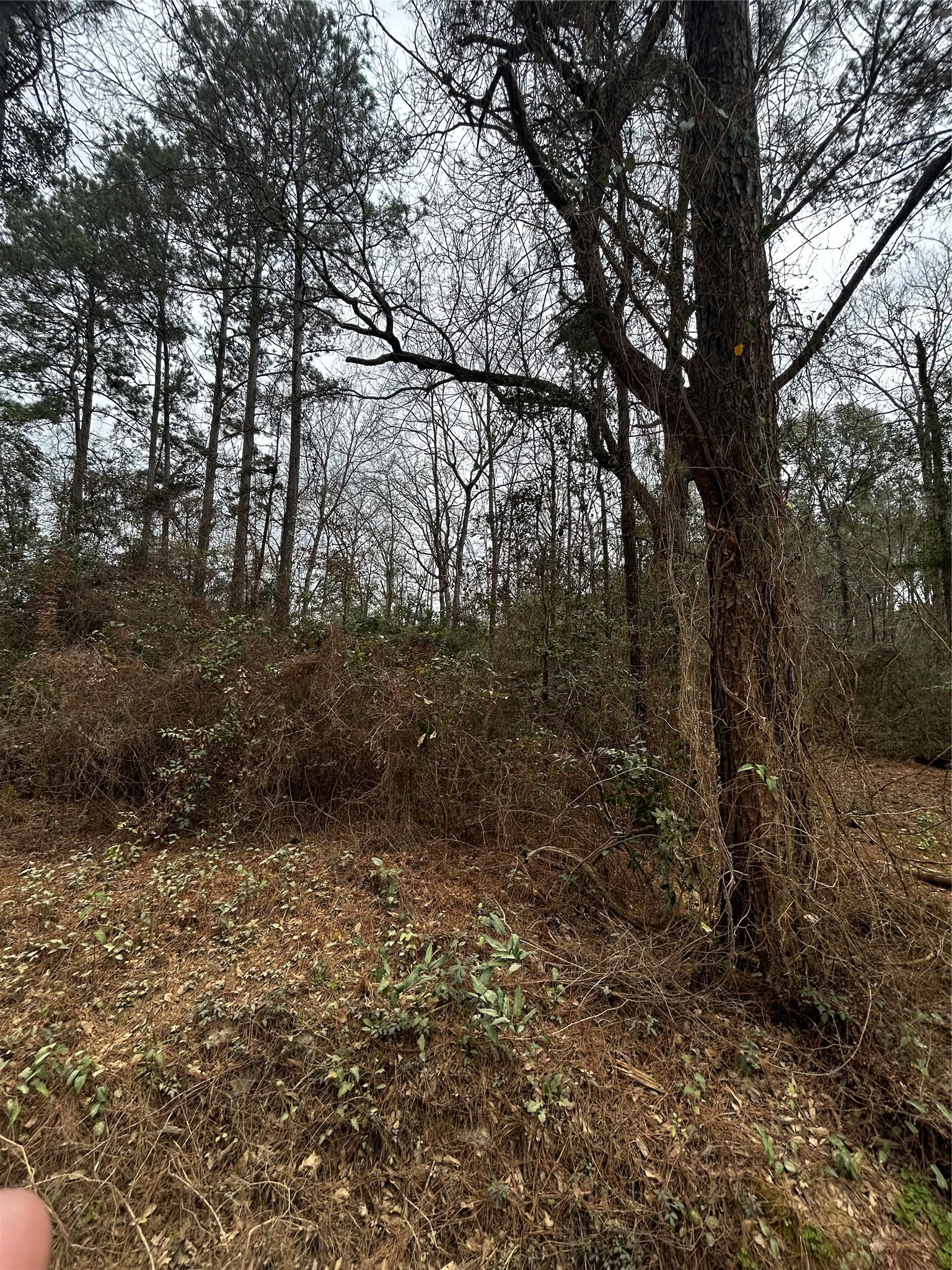 0 County Line Road Shepherd, TX 77371 - Photo 7 of 15