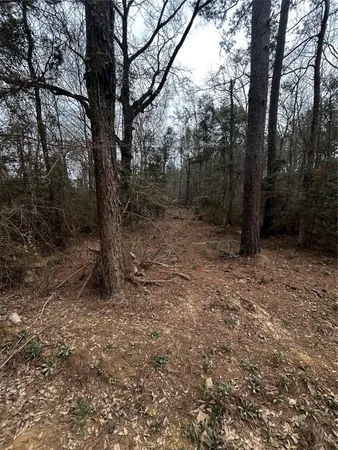 a view of a forest with trees in the background