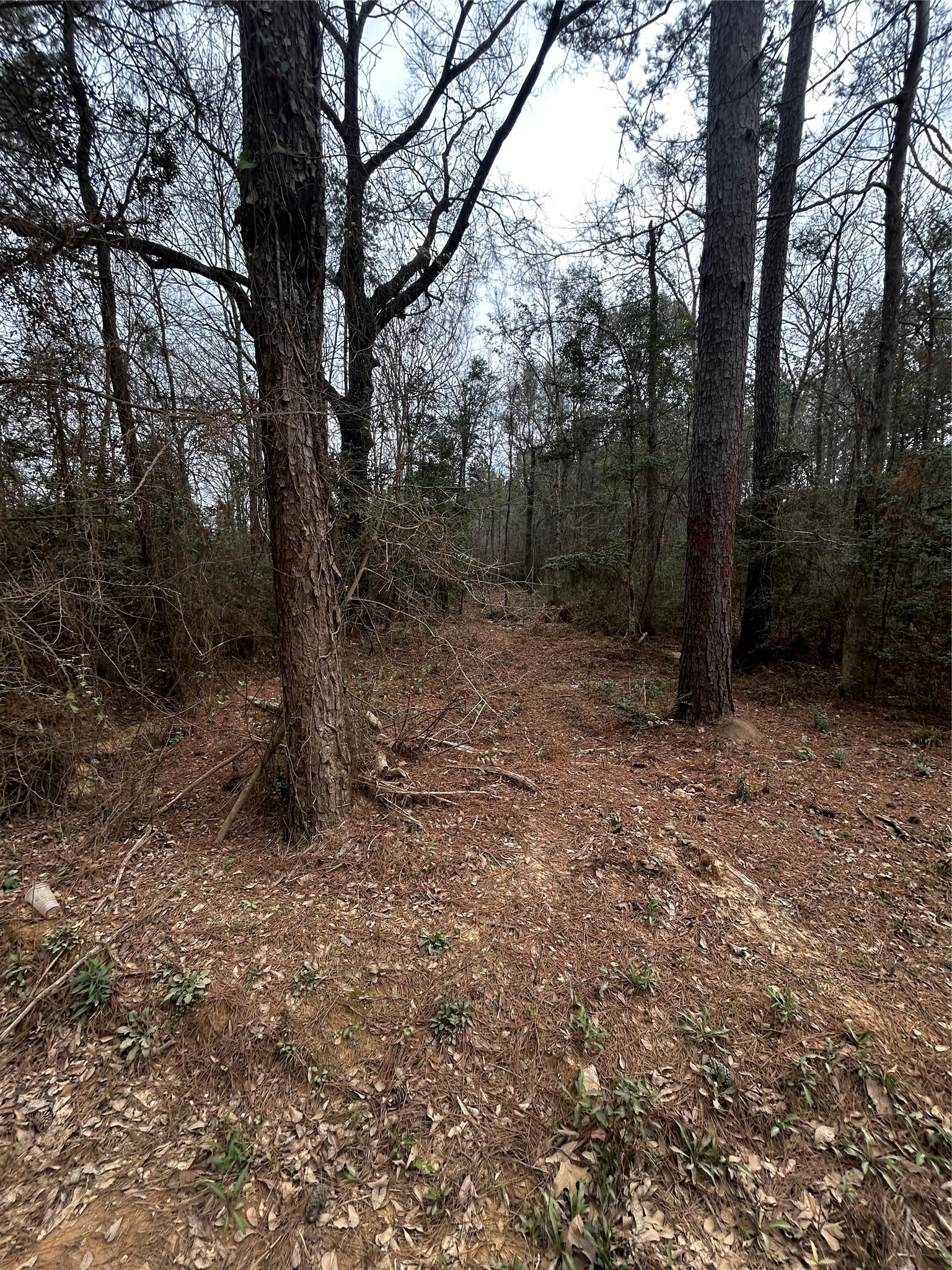 0 County Line Road Shepherd, TX 77371 - Photo 8 of 15