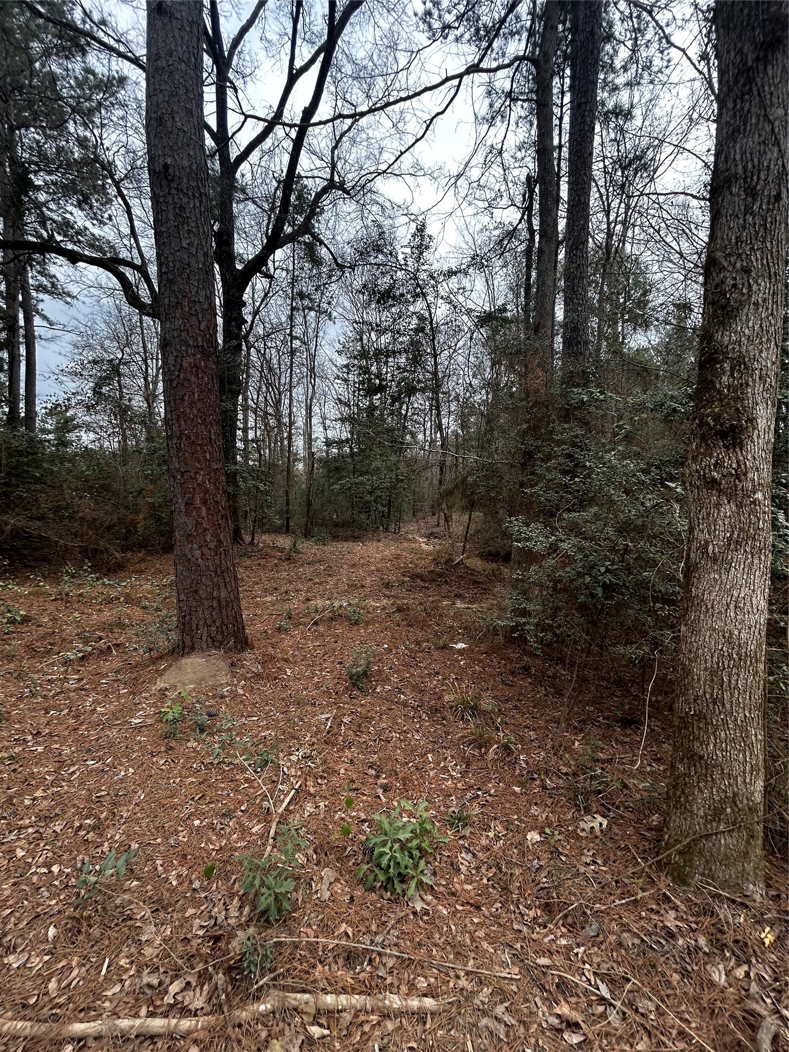 0 County Line Road Shepherd, TX 77371 - Photo 9 of 15