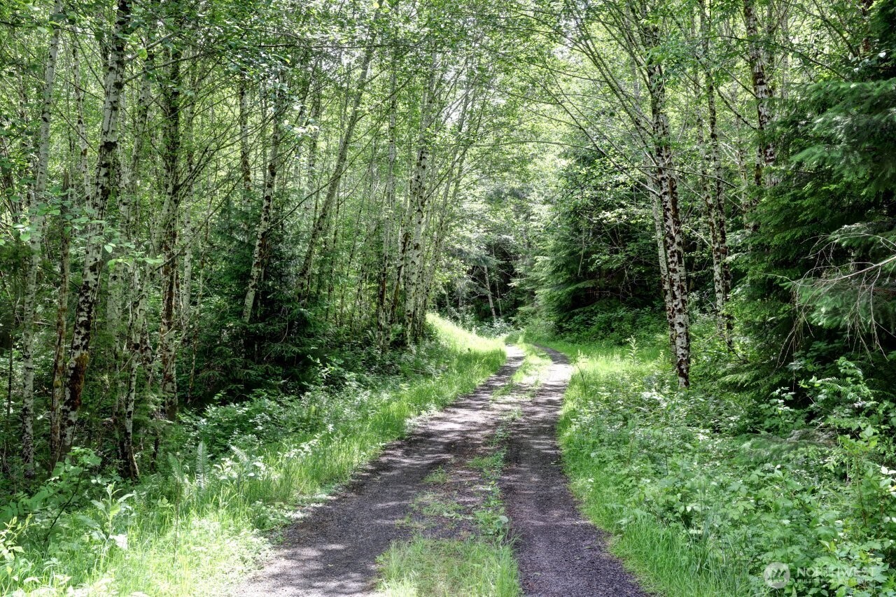 341 Parpala Road Naselle, WA 98638 - Photo 20 of 22 a view of a lush green forest