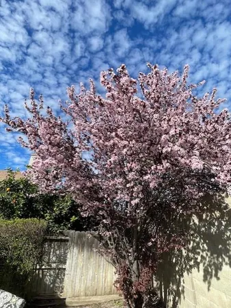a view of a large tree in front of a yard