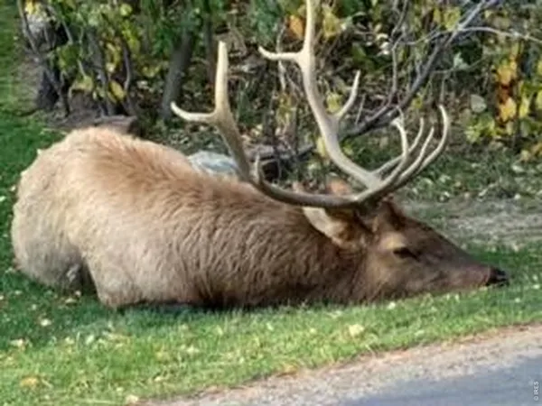 $1,199,000 | 2728 Cumulus Drive, Estes Park, CO 80517