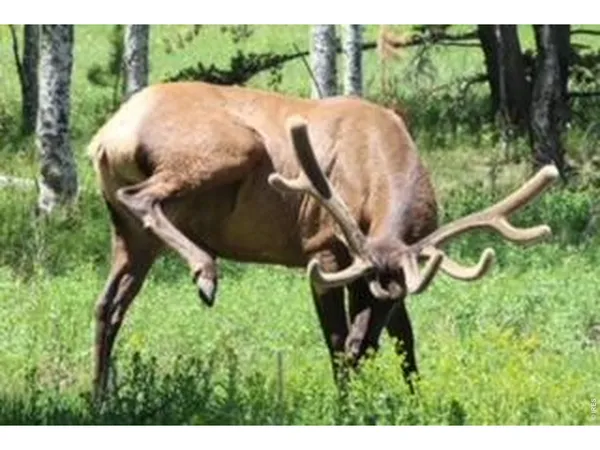 $1,199,000 | 2728 Cumulus Drive, Estes Park, CO 80517