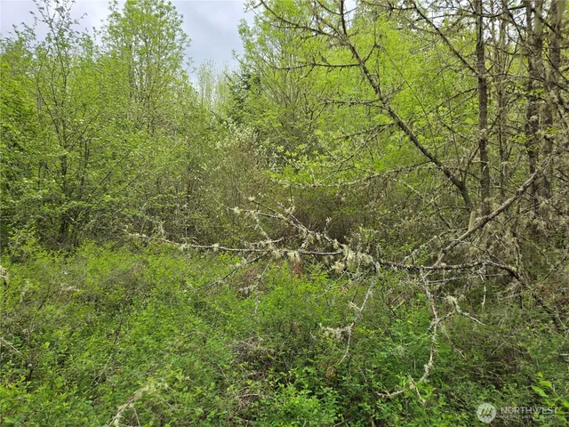 a view of a forest with lush green forest