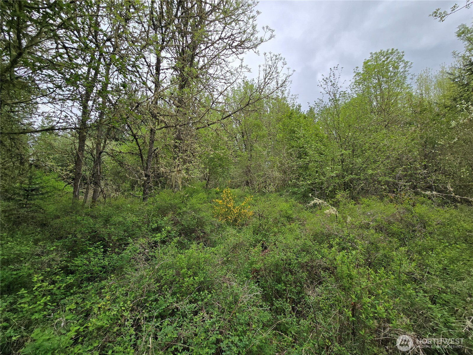 5102 Harts Lake Road South Roy, WA 98580 - Photo 12 of 26 a view of a forest with lush green forest