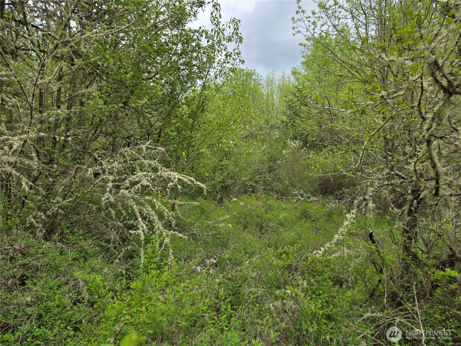 5102 Harts Lake Road South Roy, WA 98580 - Photo 13 of 26 a view of a lush green forest