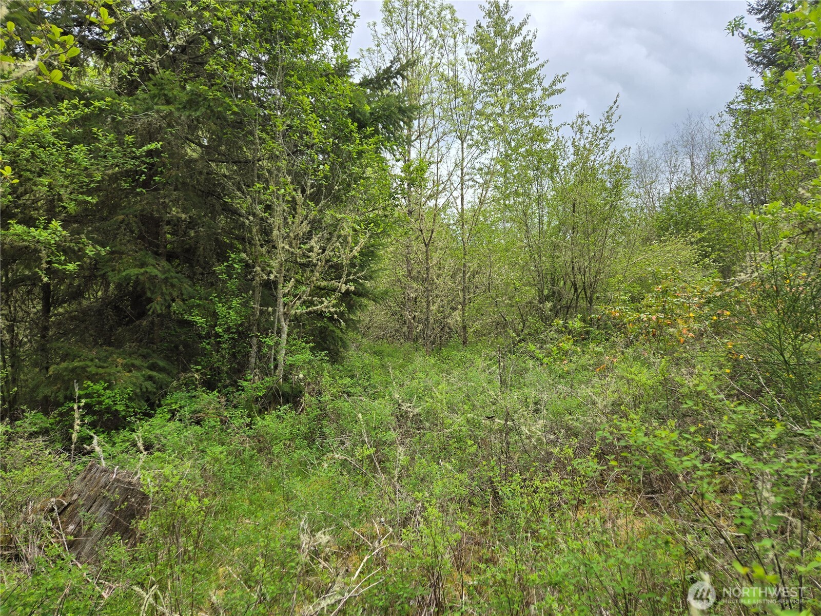 5102 Harts Lake Road South Roy, WA 98580 - Photo 14 of 26 a view of a lush green forest