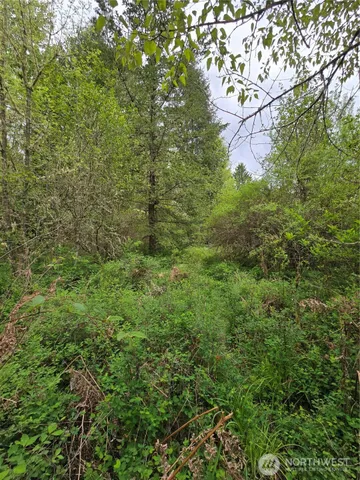 a view of a forest with lots of trees