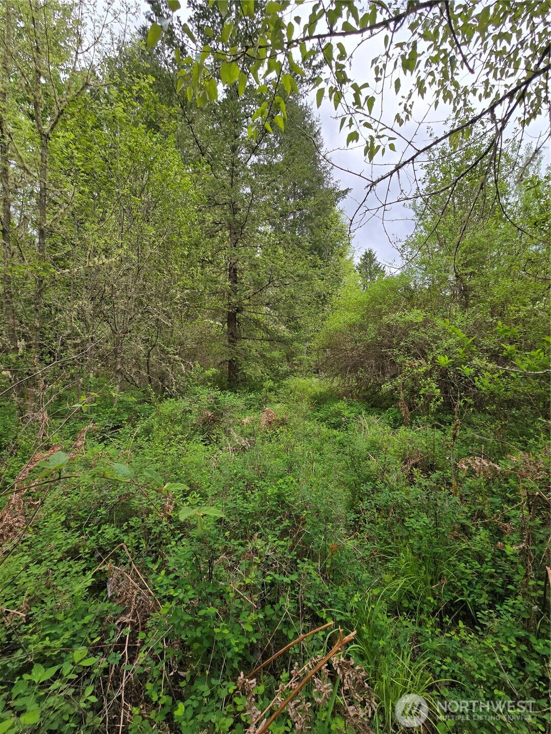5102 Harts Lake Road South Roy, WA 98580 - Photo 15 of 26 a view of a lush green forest