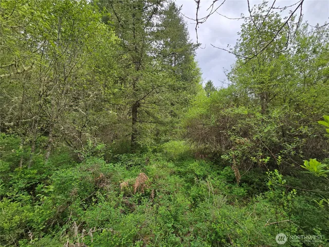 a view of a lush green forest