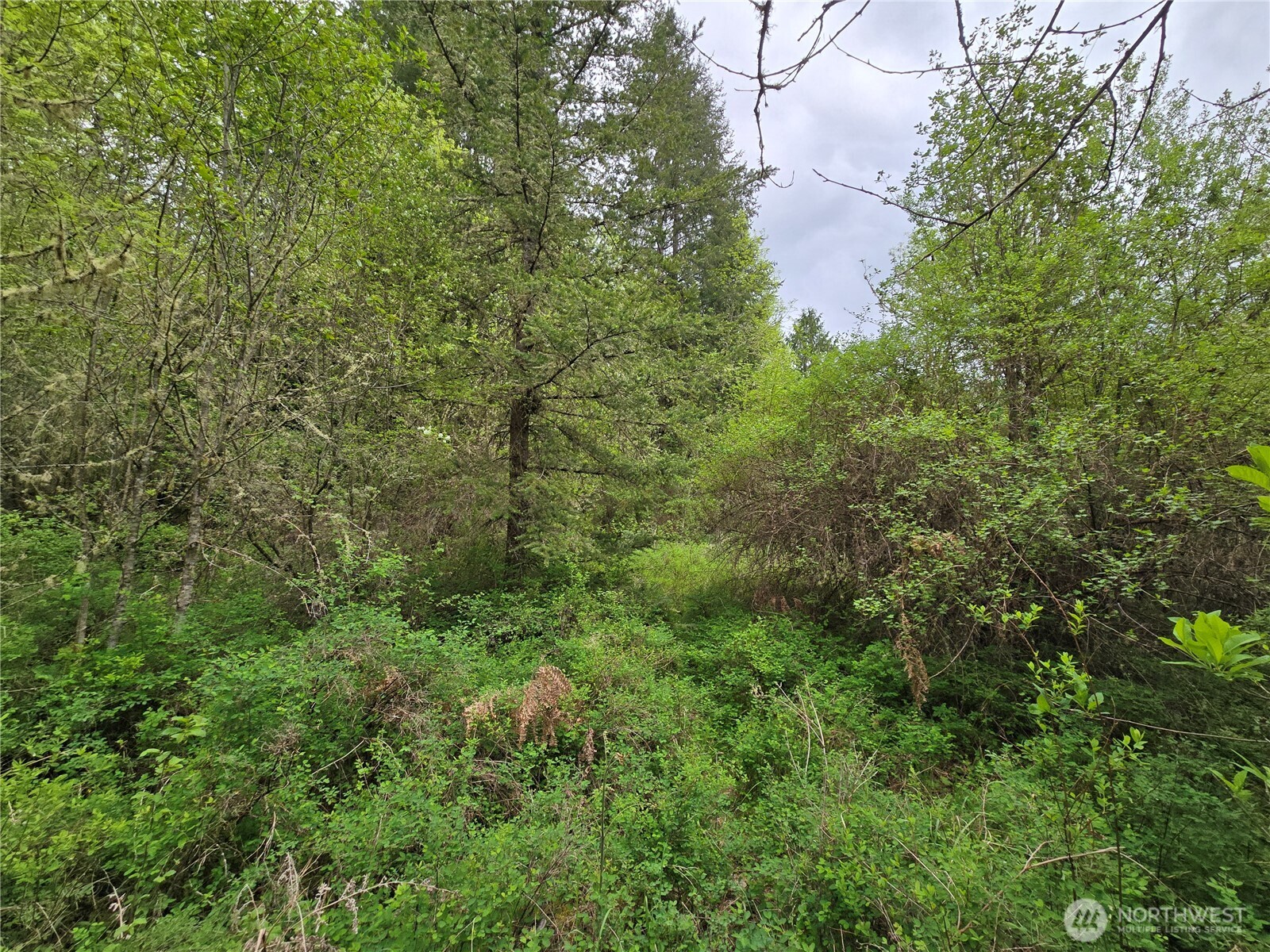 5102 Harts Lake Road South Roy, WA 98580 - Photo 16 of 26 a view of a forest with lots of trees