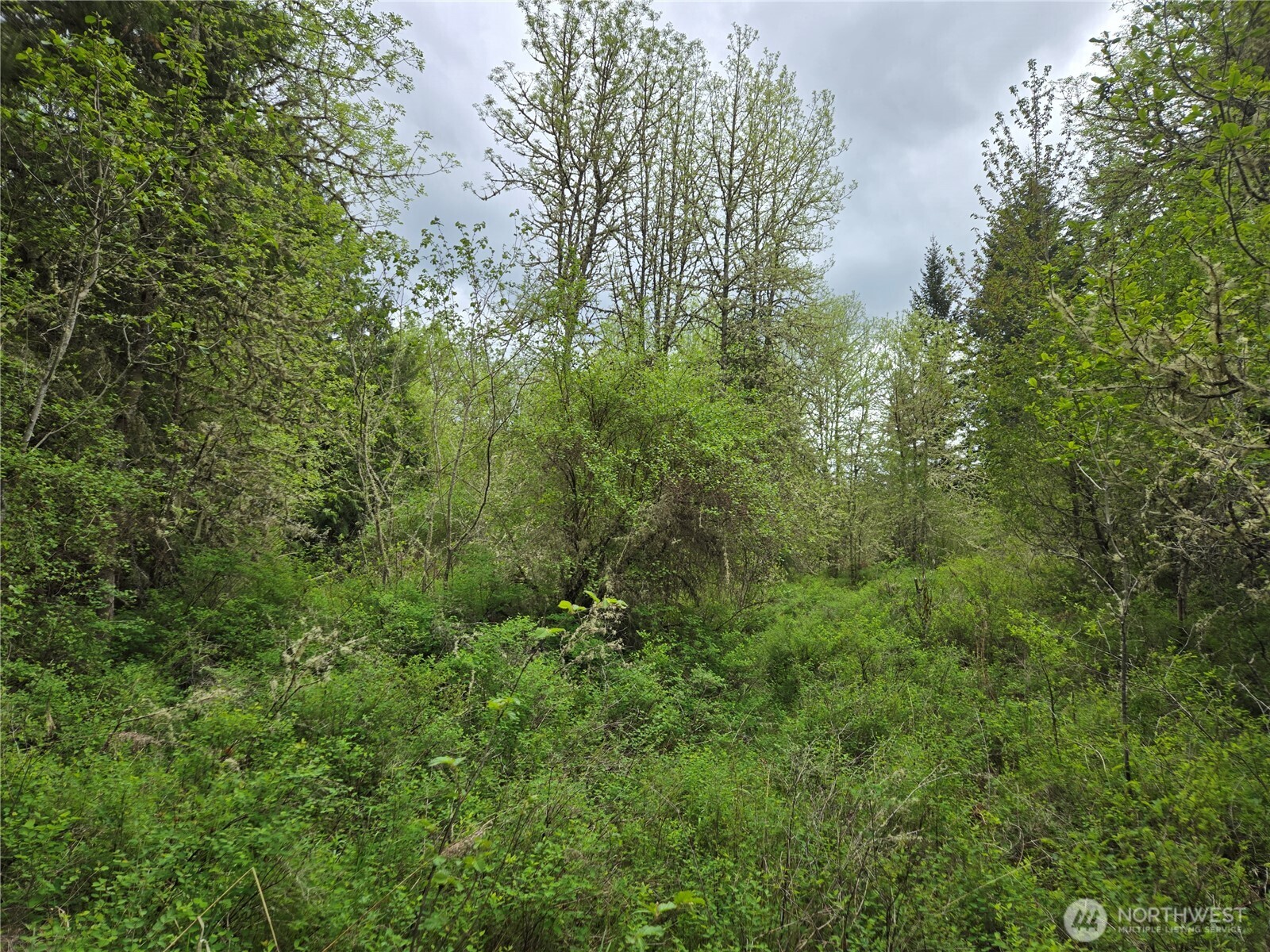 5102 Harts Lake Road South Roy, WA 98580 - Photo 17 of 26 a view of a lush green forest