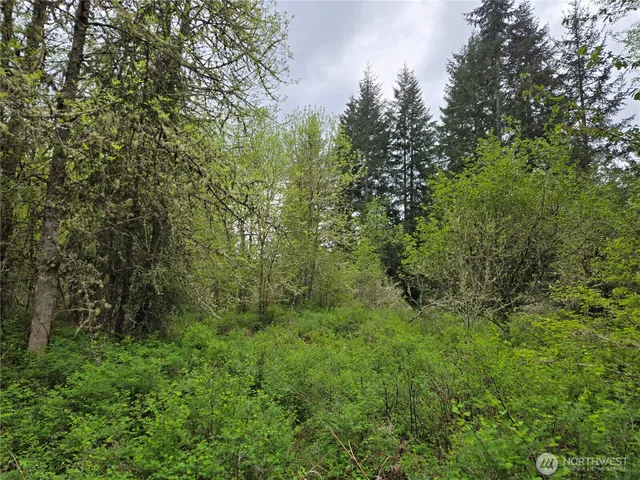 a view of a lush green forest