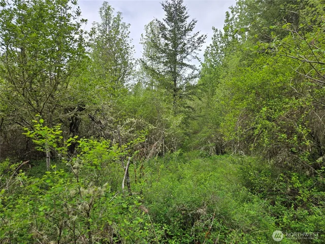 a view of a tree in a forest