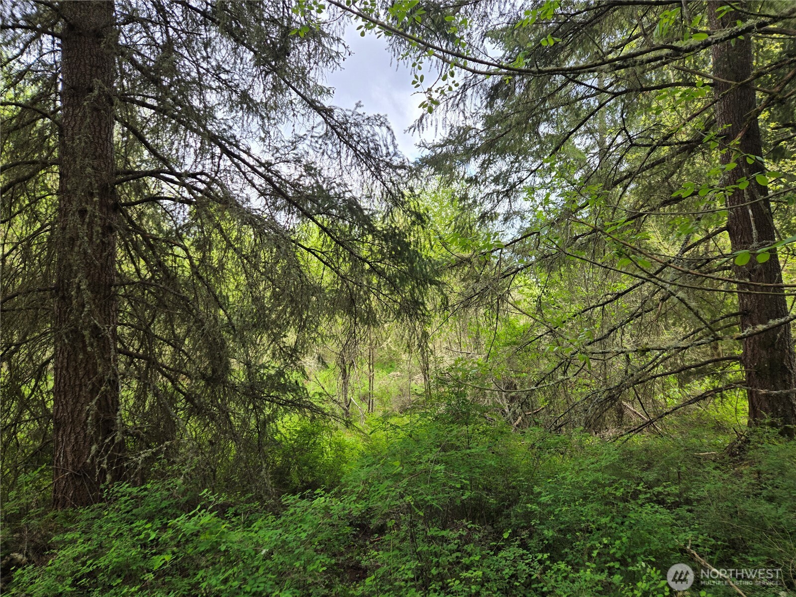 5102 Harts Lake Road South Roy, WA 98580 - Photo 20 of 26 a view of a tree in a forest
