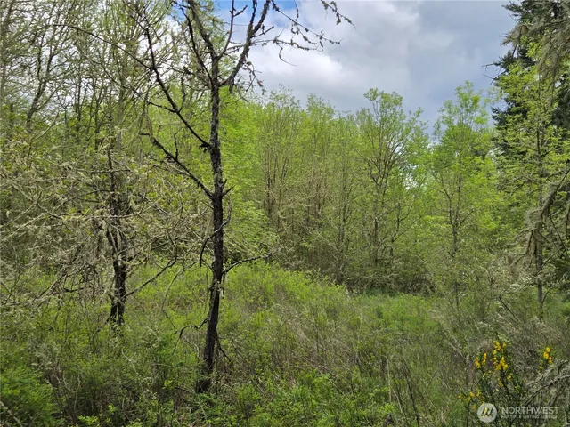 a view of a lush green forest