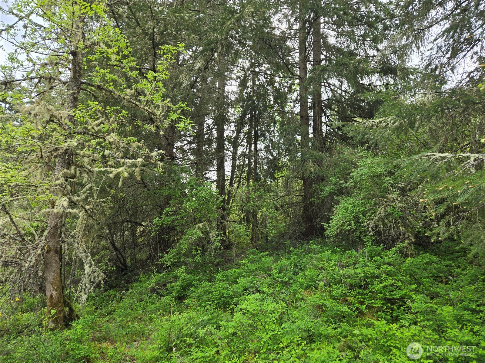 5102 Harts Lake Road South Roy, WA 98580 - Photo 22 of 26 a view of a lush green forest