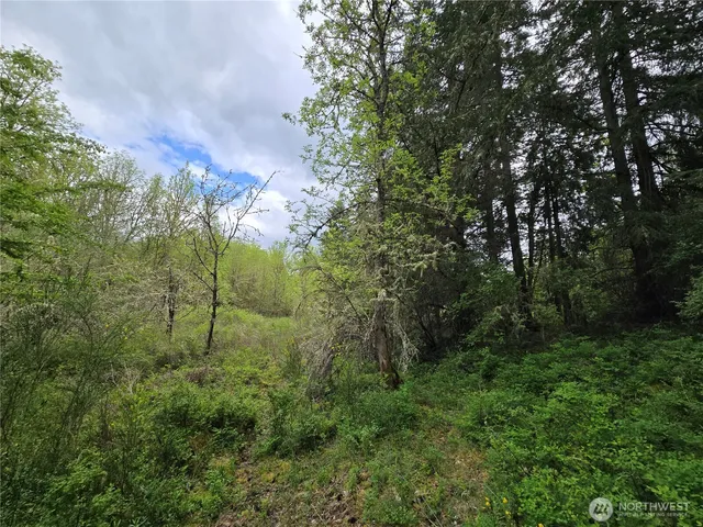a view of a forest with a tree