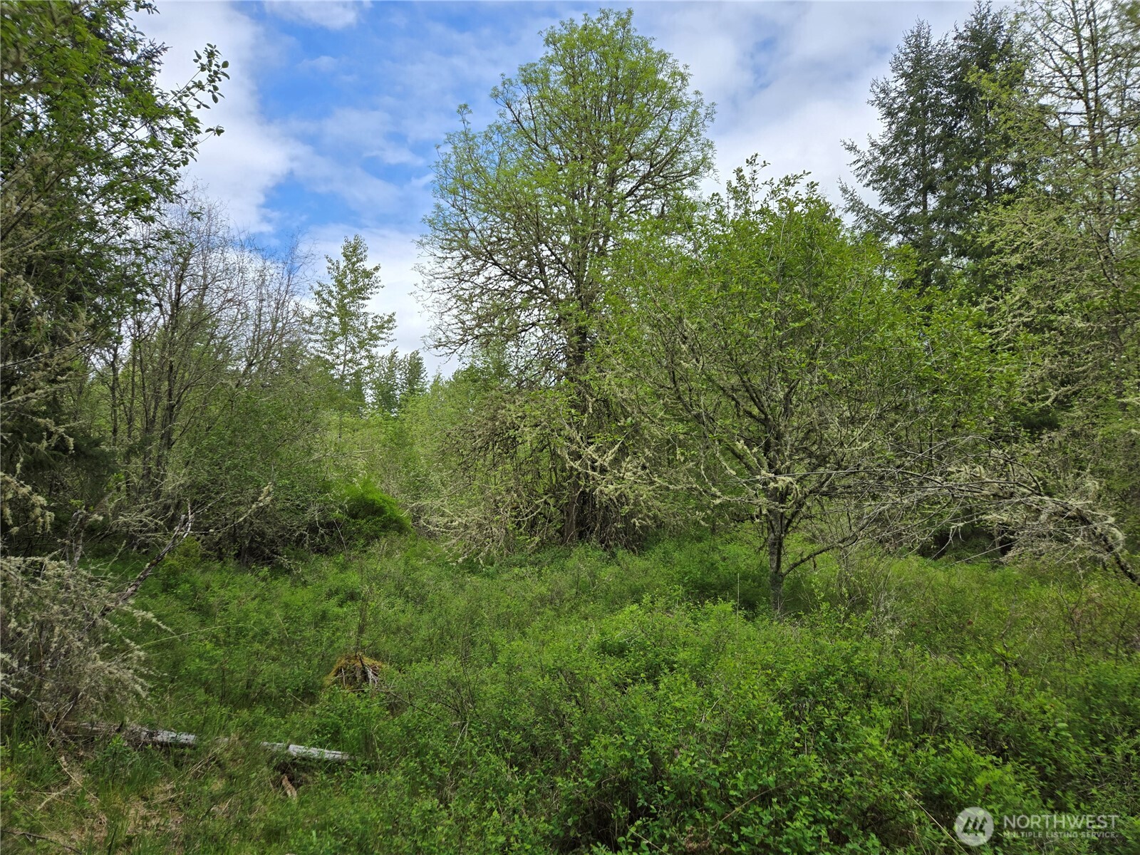 5102 Harts Lake Road South Roy, WA 98580 - Photo 25 of 26 a view of a lush green forest
