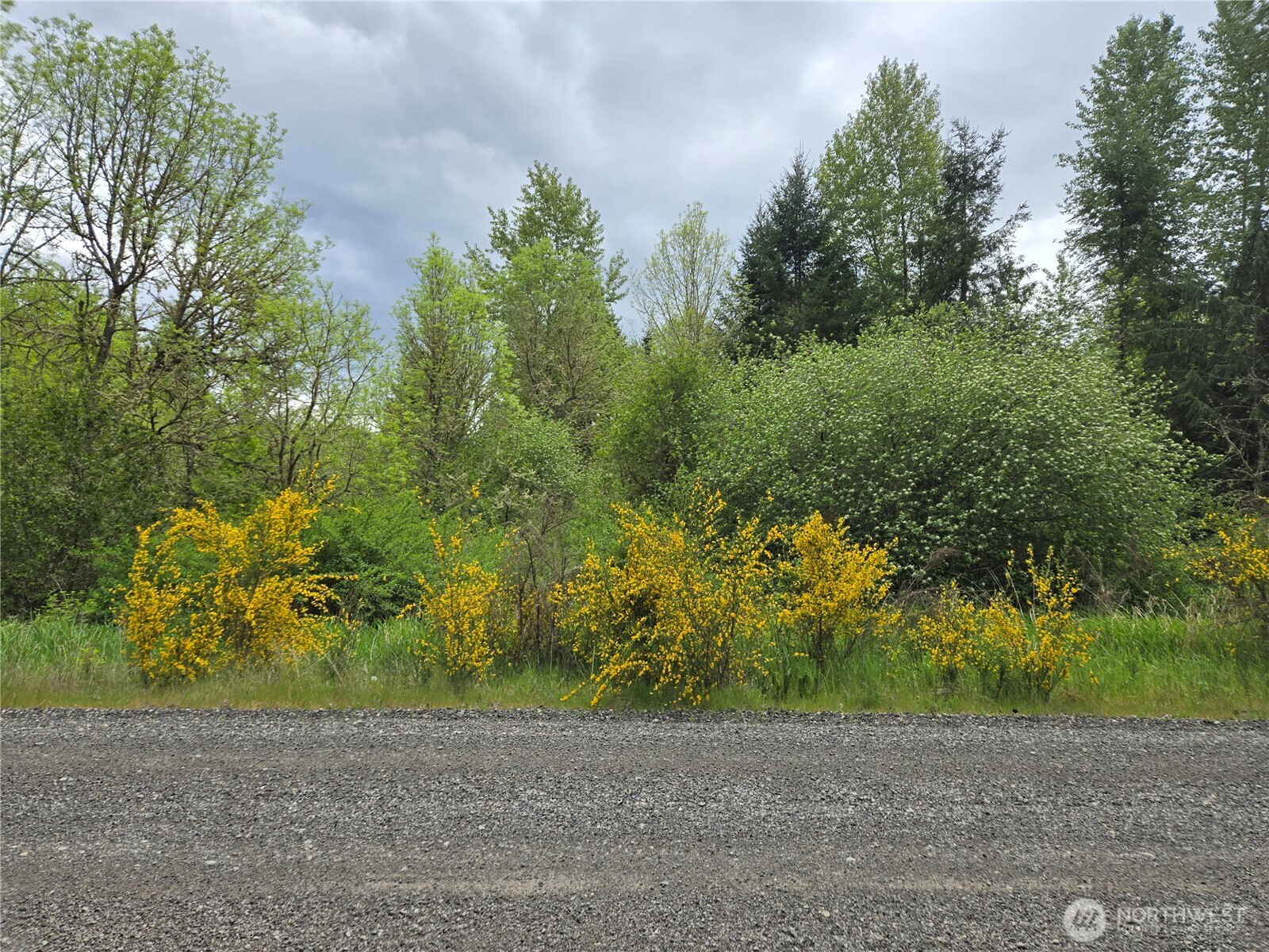 5102 Harts Lake Road South Roy, WA 98580 - Photo 4 of 26 a view of a yard with plants