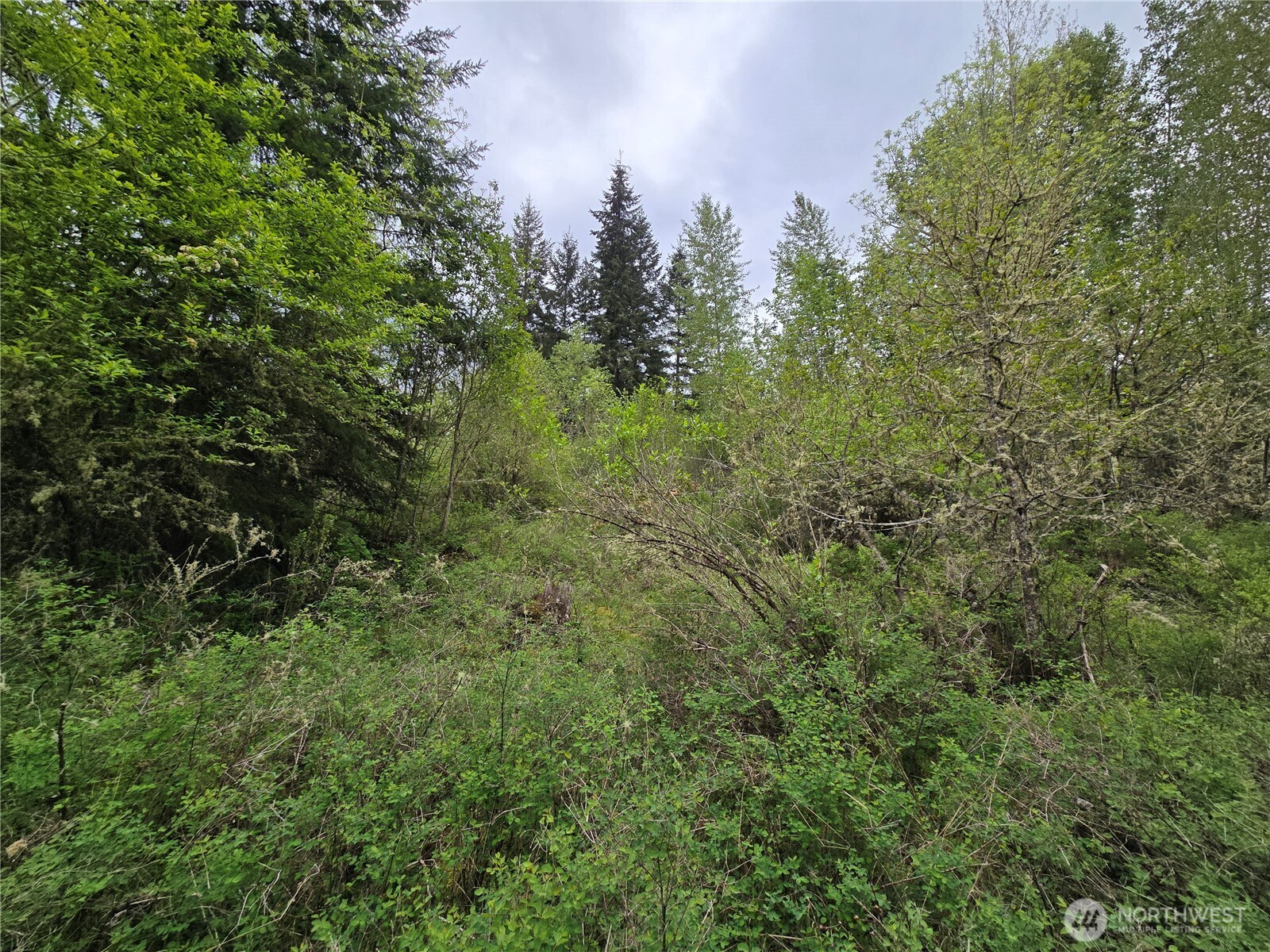 5102 Harts Lake Road South Roy, WA 98580 - Photo 8 of 26 a view of a lush green forest