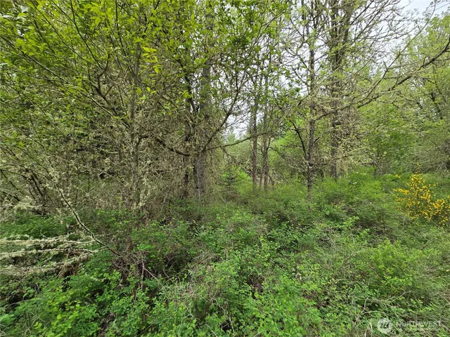 a view of a lush green forest