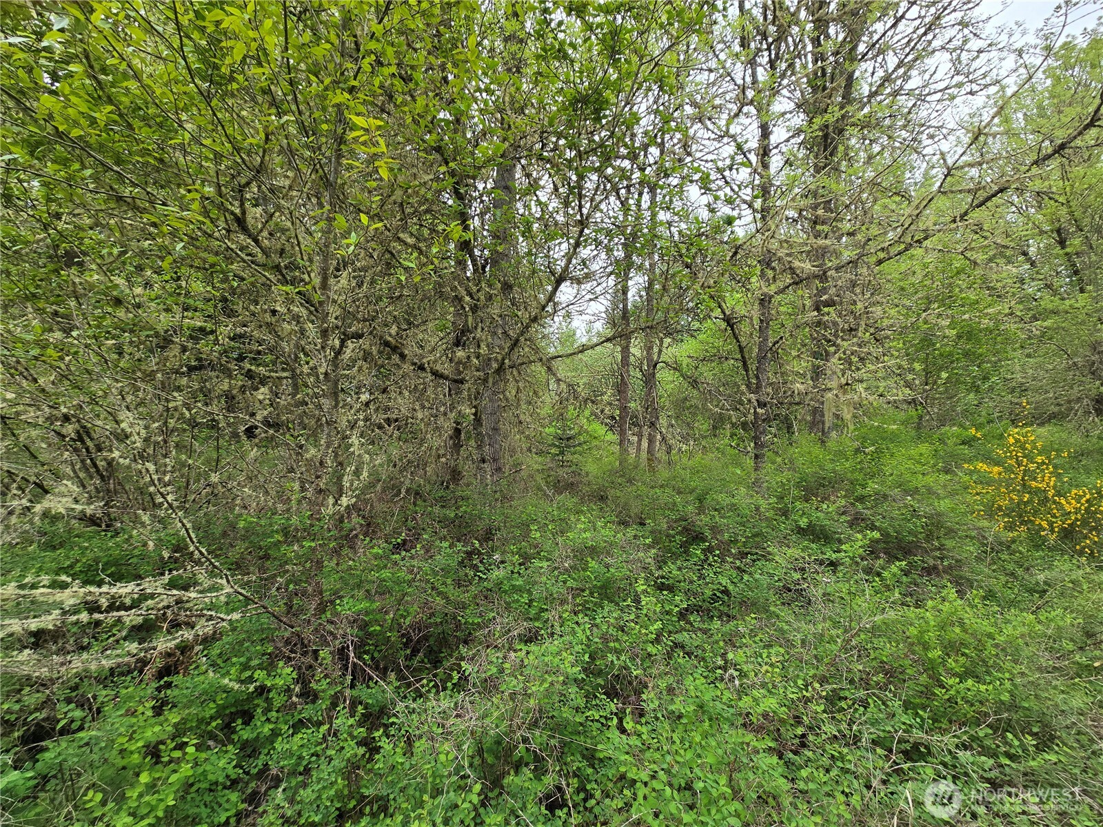 5102 Harts Lake Road South Roy, WA 98580 - Photo 9 of 26 a view of a forest with a tree