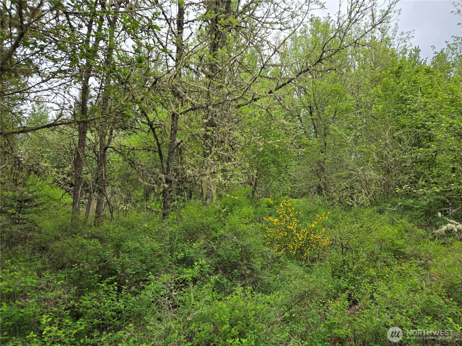 5102 Harts Lake Road South Roy, WA 98580 - Photo 10 of 26 a view of a lush green forest