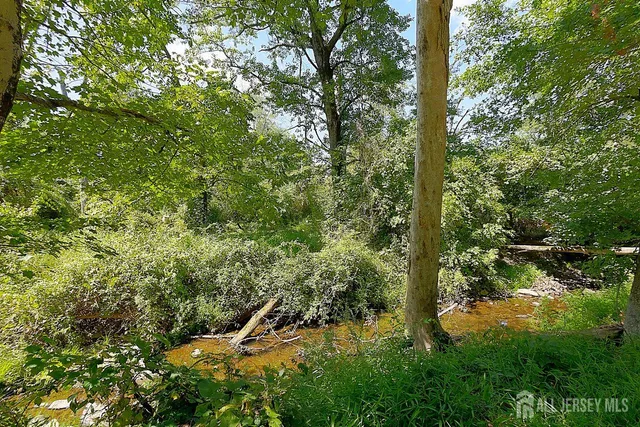 a view of a forest with a tree