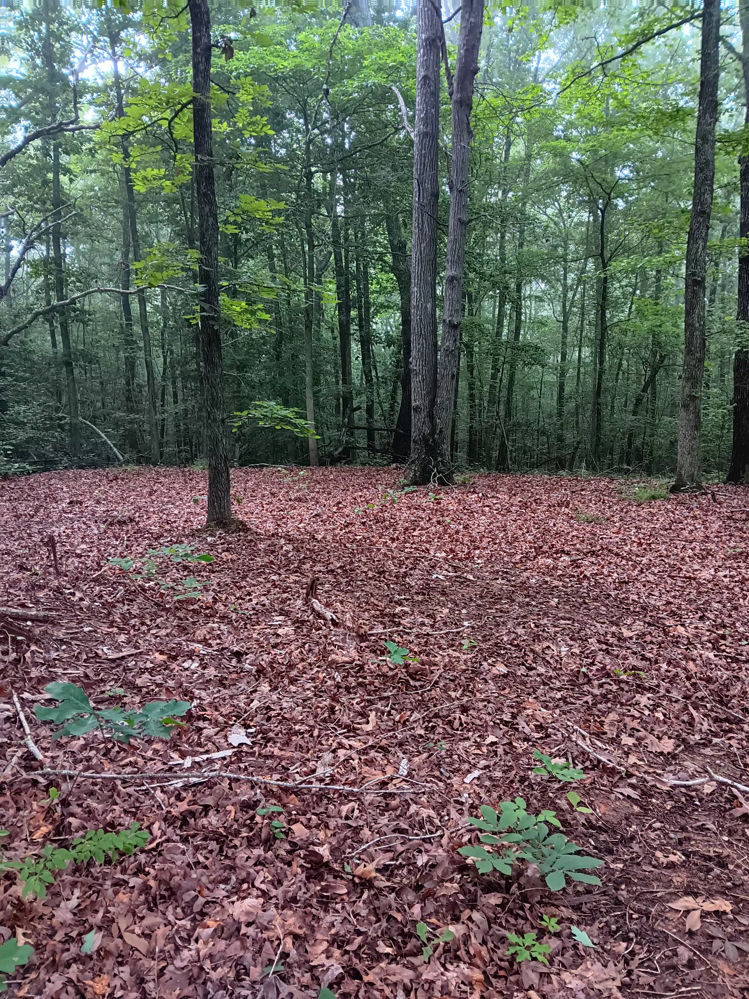 0 Logger Lane Cedar Grove, TN 38321 - Photo 1 of 3