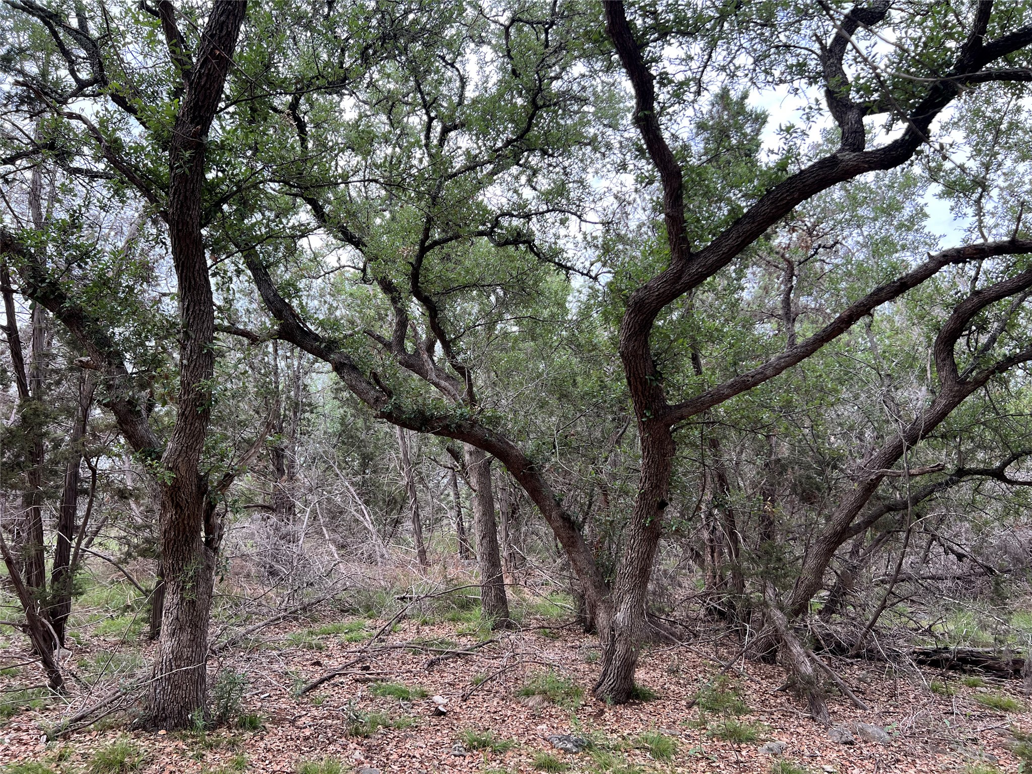 Tbd Narrows Road Blanco, TX 78606 - Photo 6 of 10