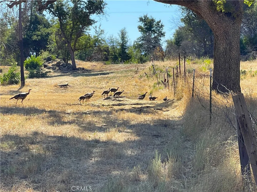 705 Triangle Road Mariposa, CA 95338 - Photo 2 of 14