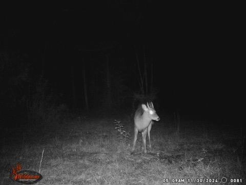 4739 Wallace Buie Road Columbia, AL 36319 - Photo 46 of 54