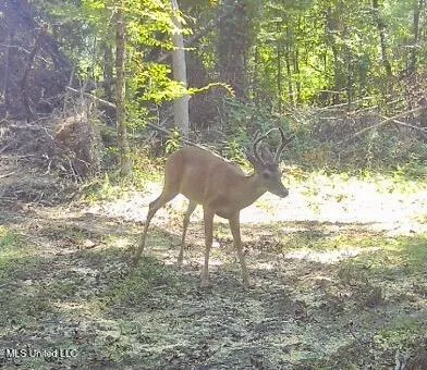 $94,900 | 0 King Road, Wesson, MS 39191