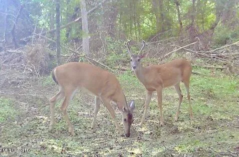 $89,750 | 0 King Road, Wesson, MS 39191