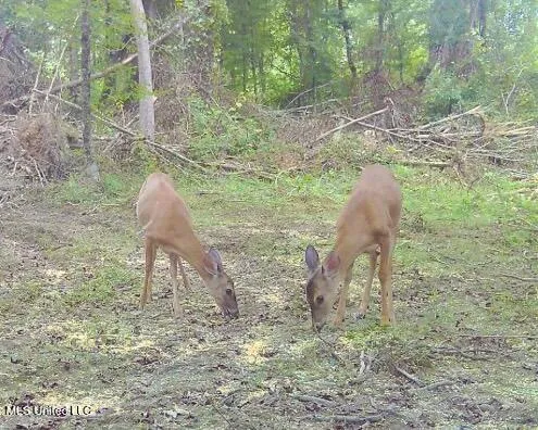 $89,750 | 0 King Road, Wesson, MS 39191