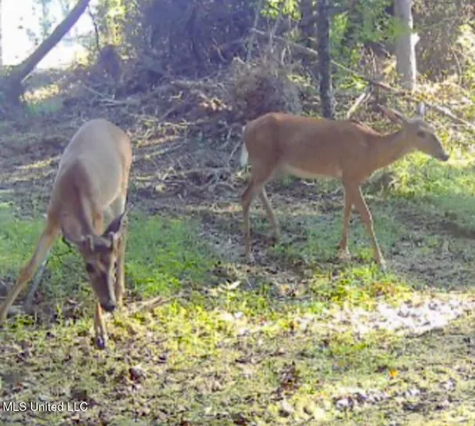 $94,900 | 0 King Road, Wesson, MS 39191