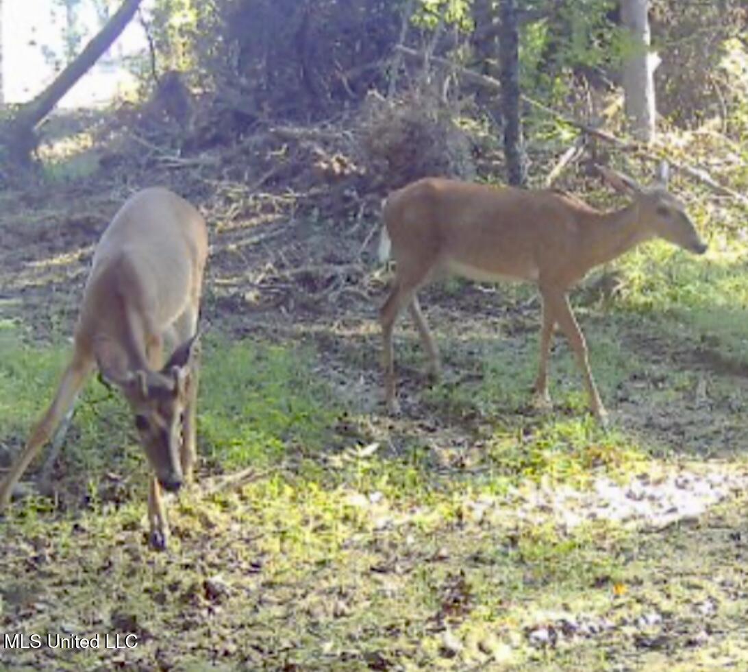 0 King Road Wesson, MS 39191 - Photo 36 of 40 IMG_0737