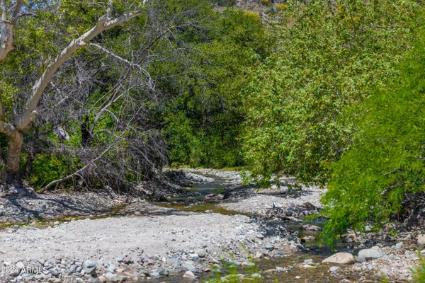 a view of a yard with plants and a tree