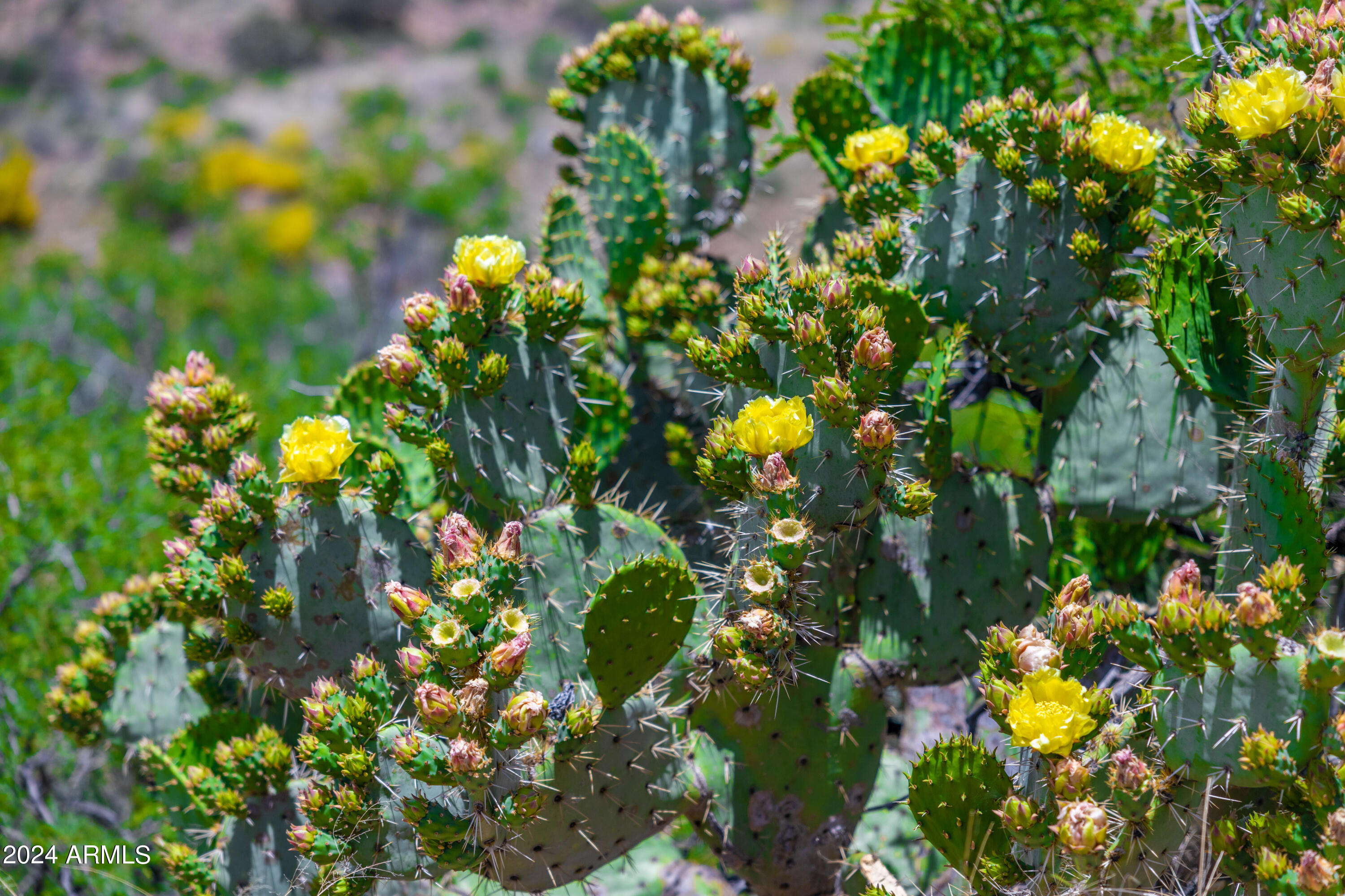 0 North Charleau Gap Road Oracle, AZ 85623 - Photo 2 of 15 a view of flowers
