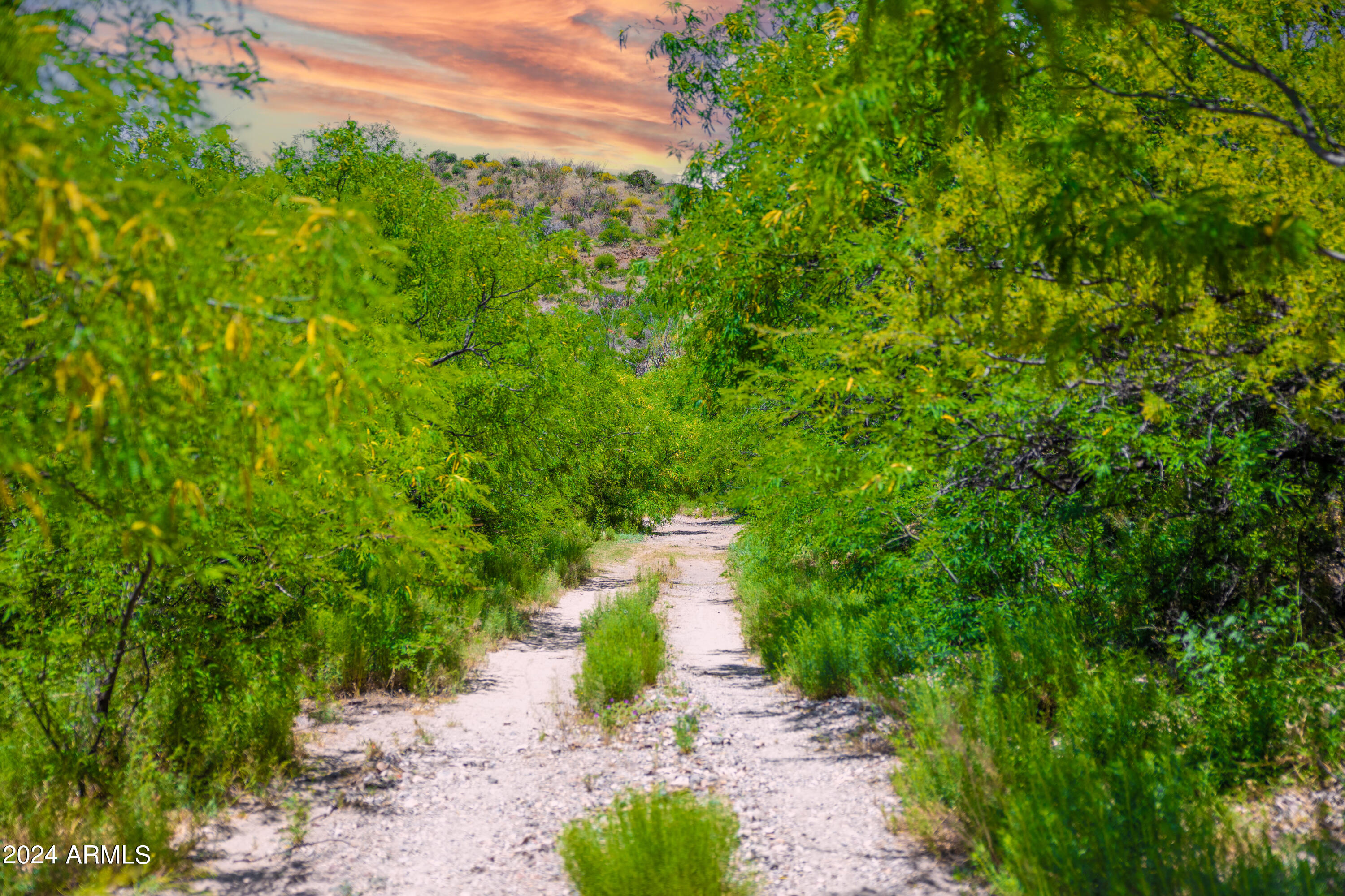 0 North Charleau Gap Road Oracle, AZ 85623 - Photo 3 of 15 a view of a pathway both side of yard