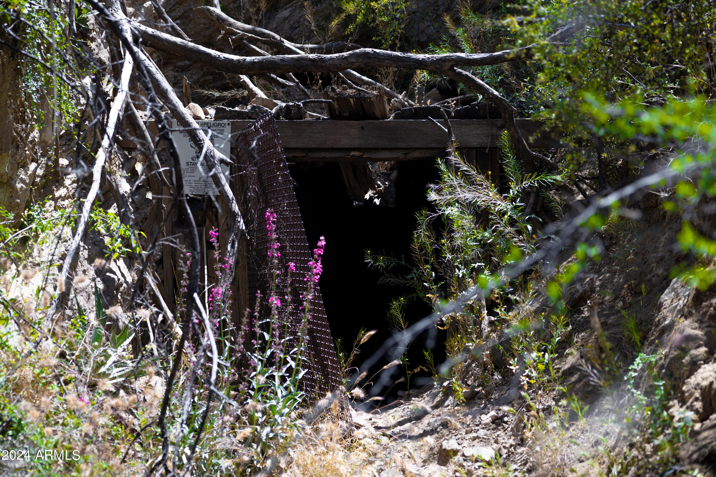 0 North Charleau Gap Road Oracle, AZ 85623 - Photo 7 of 15 a view of a tree
